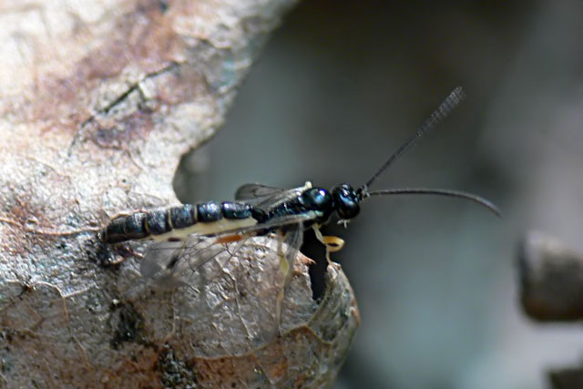 Pimplinae sp. Ichneumon