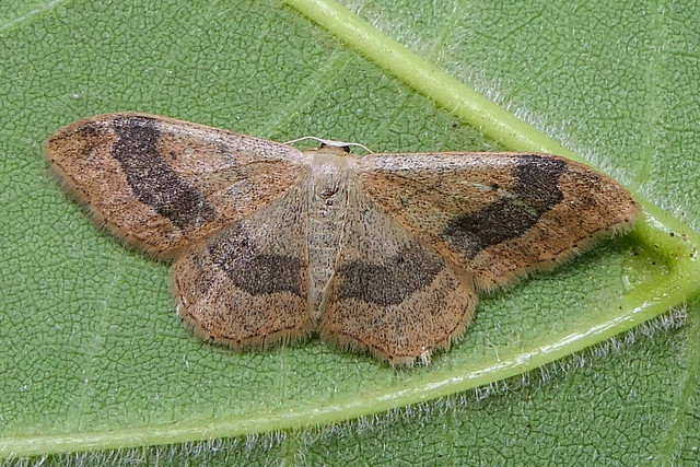 Acidalie détournée (Idaea aversata)