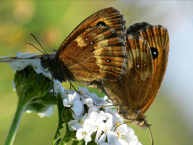 Gatekeeper(Pyronia tithonus) butterfly lepidoptera