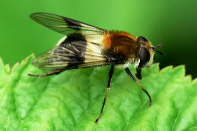 Leucozona lucorum
