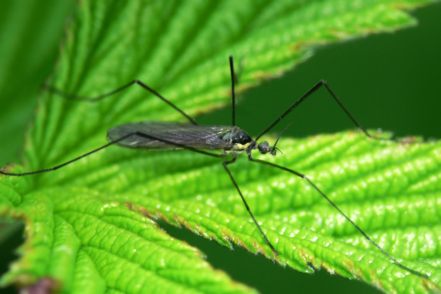 Limoniidae sp. Limoniidae sp.