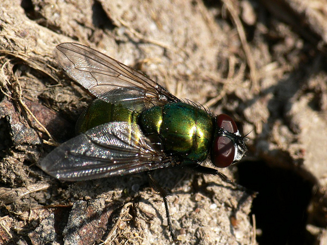 Lucillia sp. Lucilia caesar, diptera, fly green bottle greenbottle.