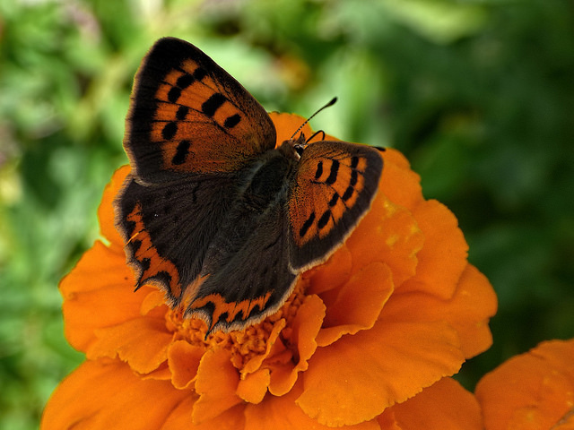 Lycaena phlaeas Lycaena phlaeas