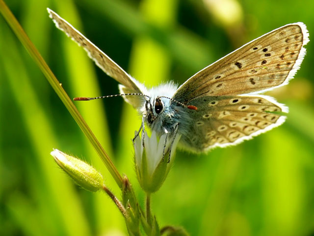 Common Blue butterfly Common Blue butterfly