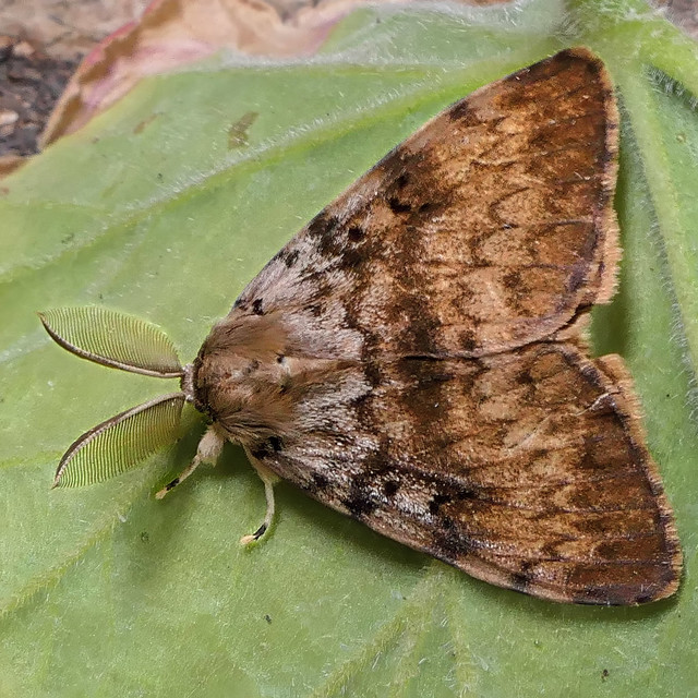 Gypsy Moth (Lymantria dispar) Gypsy Moth