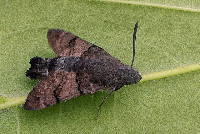 Hummingbird Hawk-moth