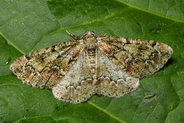 Brussels Lace (Cleorodes lichenaria) Brussels Lace Moth