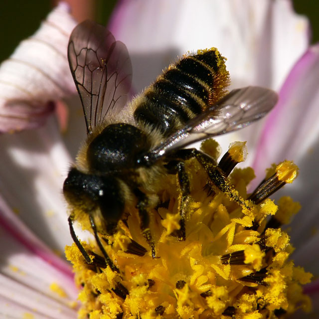 Megachile centuncularis Megachile sp