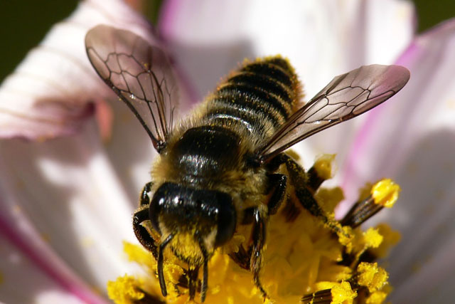 Megachile sp Megachile sp