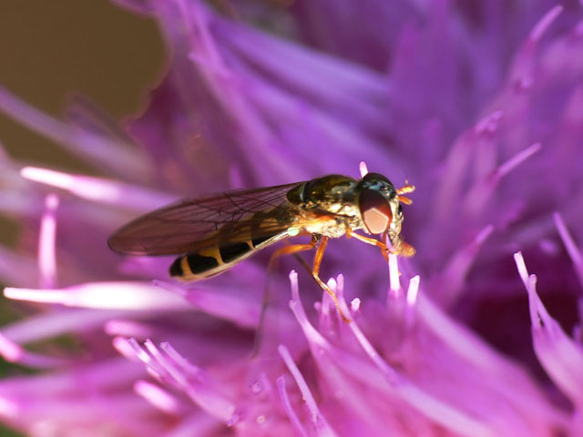 Melanostoma scalare Melanostoma scalare