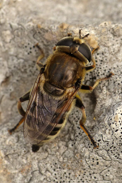 Merodon sp. Merodon equestris, hoverfly, mimic bee, Syrphidae