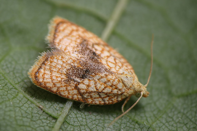 Acleris forsskaleana Acleris forsskaleana