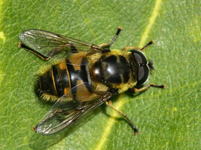 Myathropa