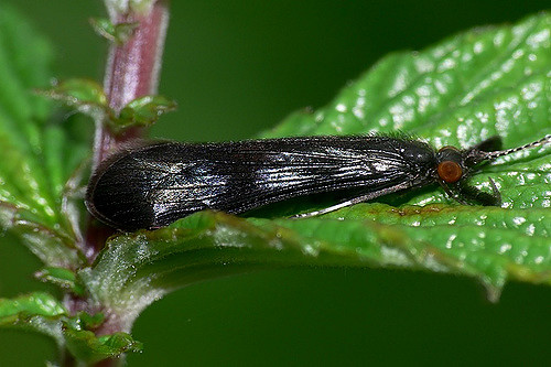 Leptoceridae