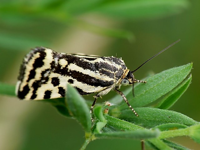 Arlequinette jaune (Emmelia trabealis) Rivula sericealis