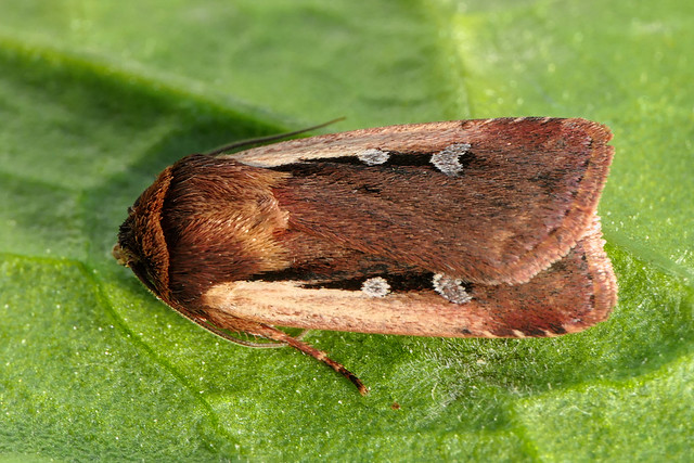 Cordon blanc (Ochropleura plecta)