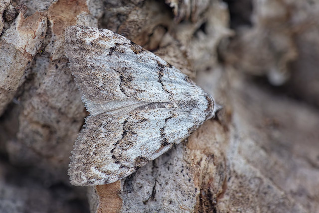 Nola confusalis (Least Black Arches)