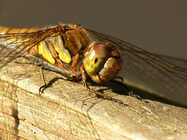 Odonata