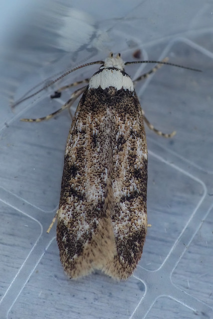White-shouldered house moth (Endrosis sarcitrella)