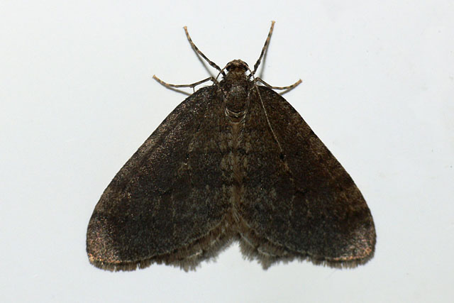 Cheimatobie hiémale (Operophtera brumata) Operophtera brumata