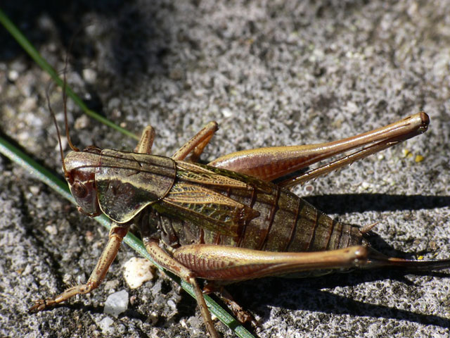 Metrioptera roeselii Female Roesel's Bush Cricket
