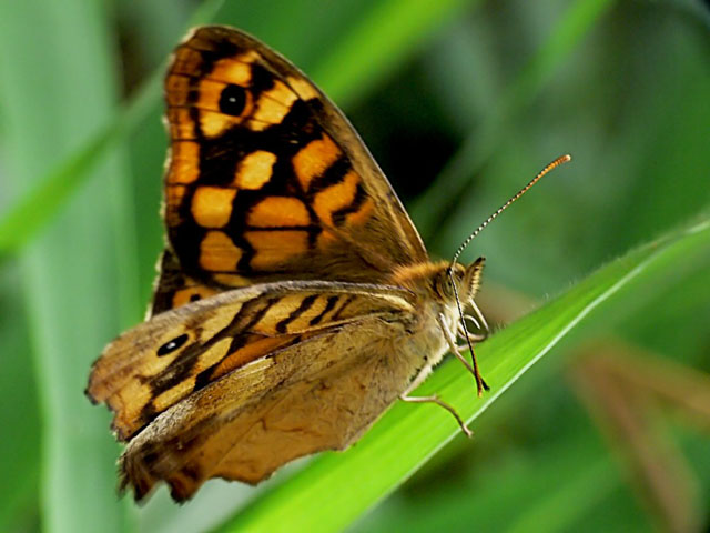 Pararge aegeria aegeria