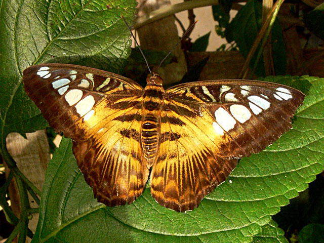Parthenos sylvia Parthenos sylvia