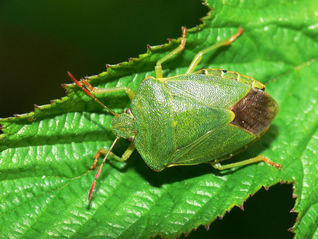 Palomena prasina Palomena prasina