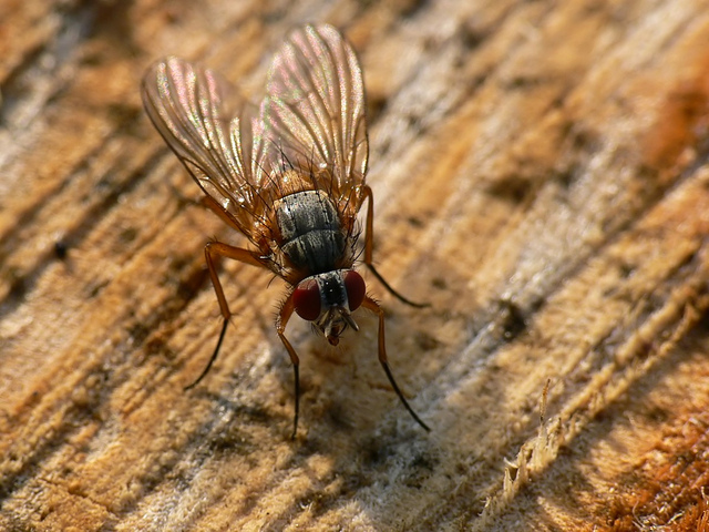 Phaonia rufiventris diptera fly muscidae