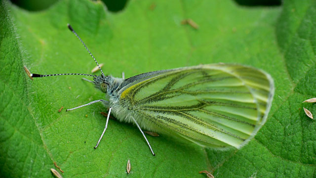 Green-veined White - Pieris napi