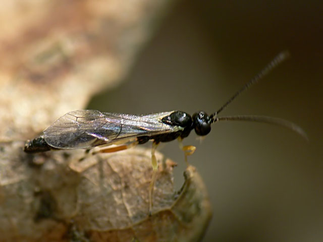 Pimplinae sp. Ichneumonidae Pimplinae