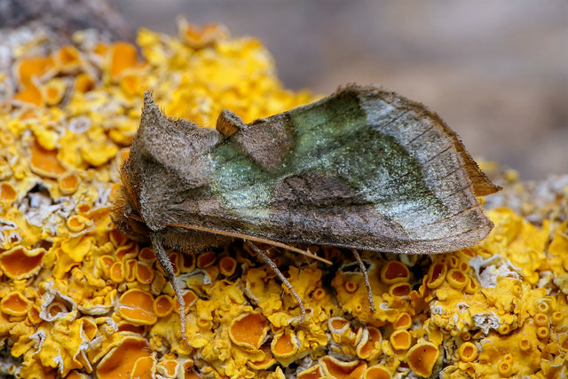 Burnished Brass (Diachrysia chrysitis) Burnished Brass moth