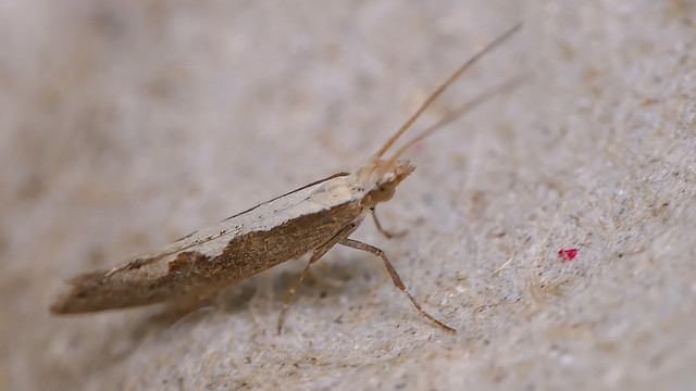 Diamond-back Moth (Plutella xylostella)