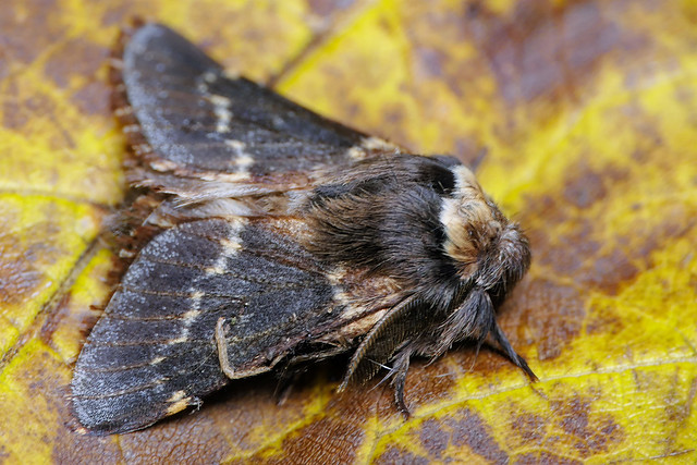 December Moth (Poecilocampa populi)