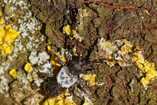 Pogonocherus hispidulus - Greater Thorn-tipped longhorn beetle