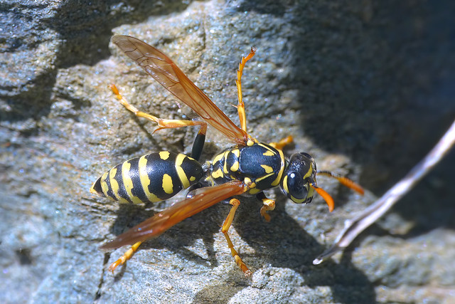 Polistes dominula - European paper wasp