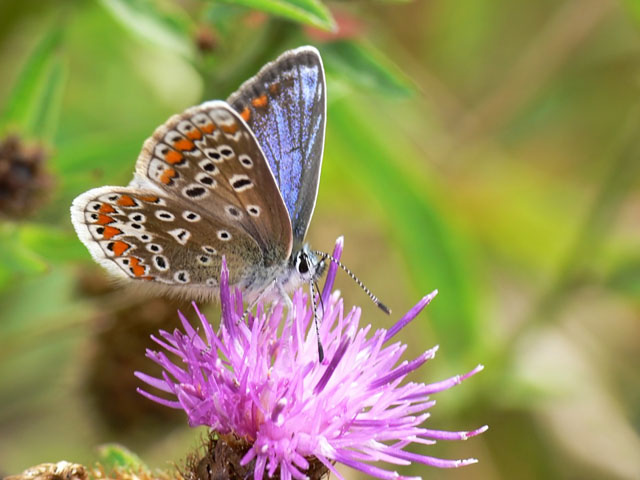 Polyommatus