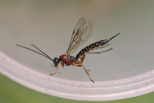 A species of Polysphincta wasp