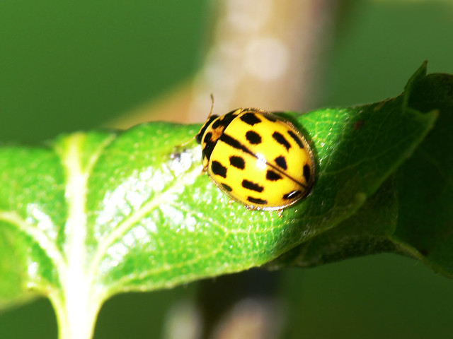 Propylea quatuordecimpunctata Propylea quatuordecimpunctata
