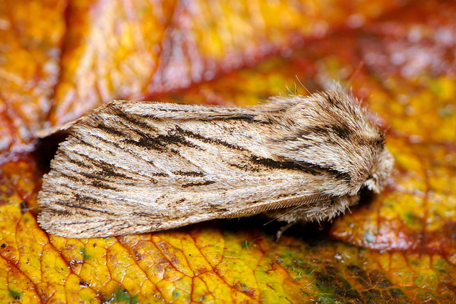 Sprawler (Asteroscopus spinx) Sprawler Moth