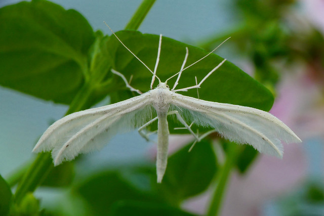 Ptérophore blanc (Pterophorus pentadactyla)