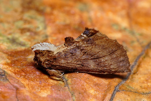 Coxcomb Prominent