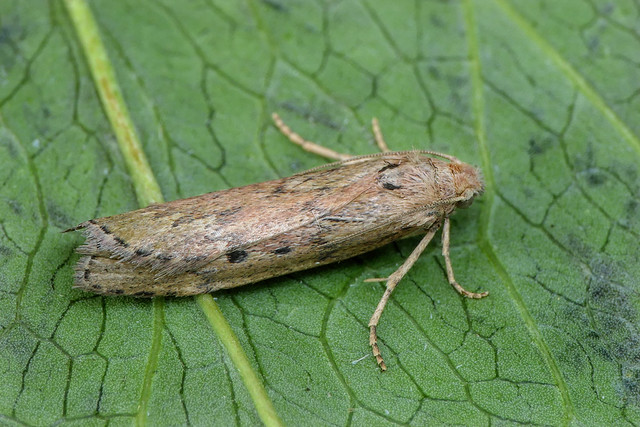 Fausse-teigne des bourdons (Aphomia sociella)
