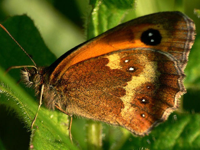 Pyronia tithonus