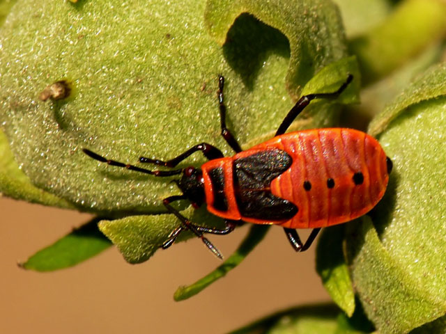 Pyrrhocoris apterus nymph Pyrrhocoris apterus nymph