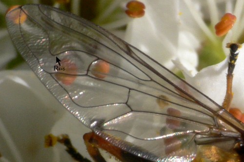 Loop in r4+5 vein in Eristalini genus hoverfly Loop in r4+5 vein in Eristalini genus hoverfly