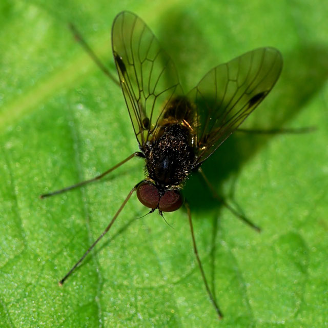 Chrysopilus cristatus Snipe Fly, Rhagionidae, diptera