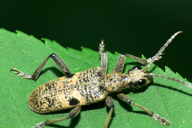 Rhagium mordax