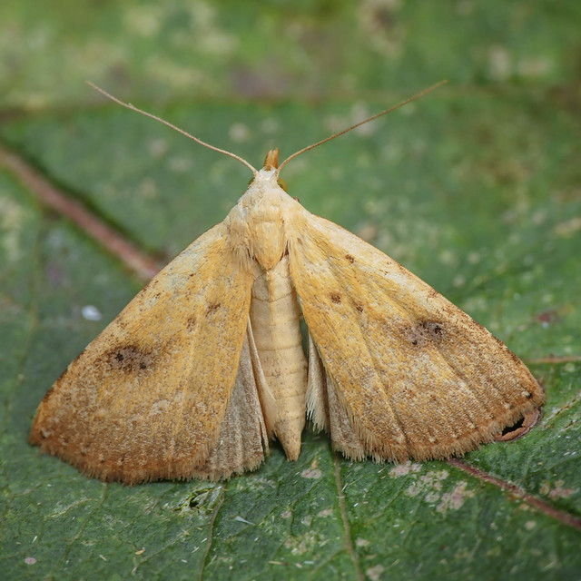 Straw Dot (Rivula sericealis) Straw Dot
