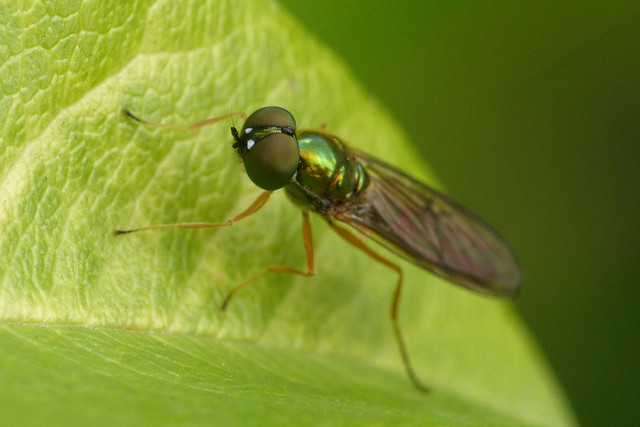 Twin-spot Centurion (Sargus bipunctatus)